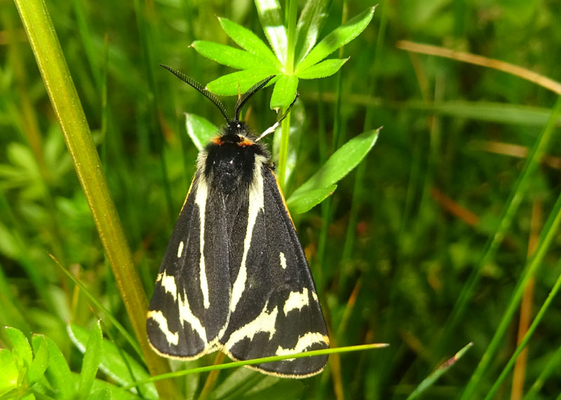 maschi di......Parasemia plantaginis - Erebidae Arctiinae